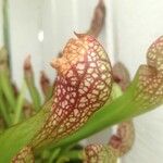 Sarracenia psittacina Yaprak