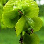 Pterocarya fraxinifolia Fruit