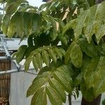 Castanospermum australe Frunză