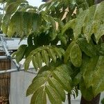 Castanospermum australe Blatt