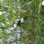 Salix eriocephala Frucht