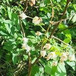 Vaccinium stamineum Flower