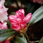 Rhododendron insigne Άλλα