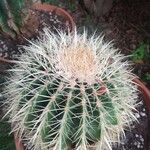 Echinocactus grusonii Frunză