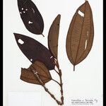 Henriettea horridula List