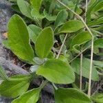 Antennaria plantaginifolia Blatt