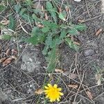 Hieracium gouanii Habitus