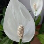 Spathiphyllum cochlearispathum Кветка