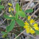 Trigonella esculenta Yaprak