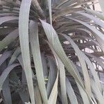 Cordyline indivisa পাতা