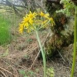 Tephroseris longifolia Flor