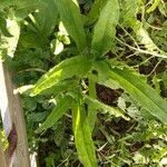 Anchusa officinalisYaprak