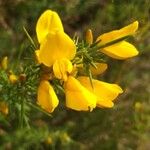 Ulex minor Flower