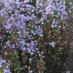 Symphyotrichum cordifolium Характер