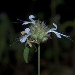 Dicliptera carvalhoi Цвят