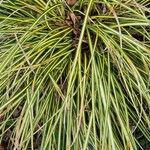 Carex ornithopoda Folha