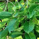 Ulmus pumila برگ