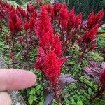 Amaranthus cruentus Квітка