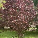 Prunus cerasifera Deilen