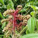 Miconia lacera Fruit