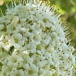 Viburnum lantana Blomst
