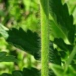 Agrimonia eupatoria Bark