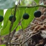 Polygonatum odoratumPlod