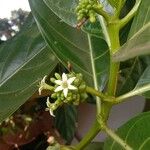 Morinda citrifolia花