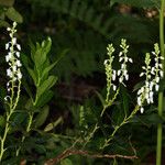 Leucothoe davisiae Habitat