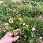 Trifolium hybridum Virág