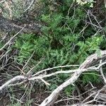 Phacelia ramosissima Habitus