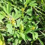 Crotalaria pycnostachya Blodyn