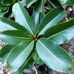 Pichonia balansana Листок