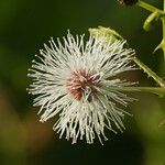 Mimosa ceratonia Blomst