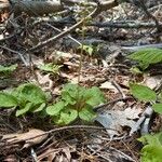 Pyrola elliptica Лист