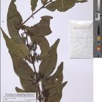 Englerina subquadrangularis Sonstige