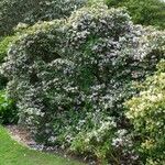 Rhododendron callimorphum Hàbitat