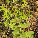 Pentanema squarrosum Leaf
