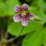 Geranium aculeolatum Flor