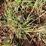 Heteropogon contortus Hoja