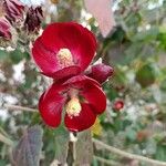 Phymosia umbellata Цветок