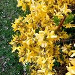 Forsythia suspensa Характер