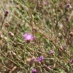 Centaurea paniculata Habit