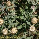 Centaurea jordaniana 形態