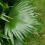 Livistona chinensis Folha