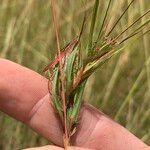 Themeda quadrivalvis Кветка