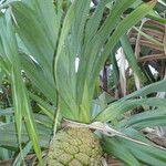 Pandanus tectorius Fruto