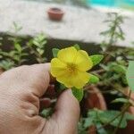 Portulaca oleraceaКветка