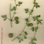 Medicago intertexta Muu