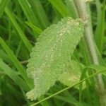 Stachys germanica Blad